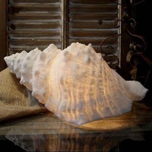 Coral shell night lIght.